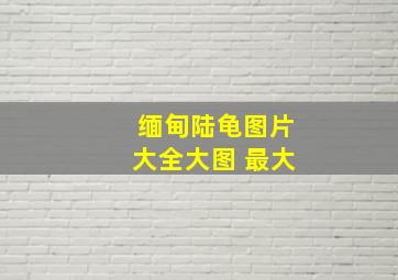 缅甸陆龟图片大全大图 最大